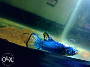 Plakat beta fish. fighter fish. vefy active and
