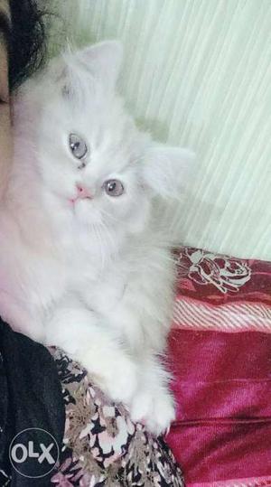 Pure Persian 2 month male kitten in fawn color,