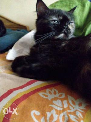 Pure Persian cat black n grey female 9 months old