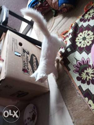 Pure Persian cat male 4 months very need condition
