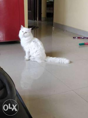 Pure Persian cat white male 1 year old