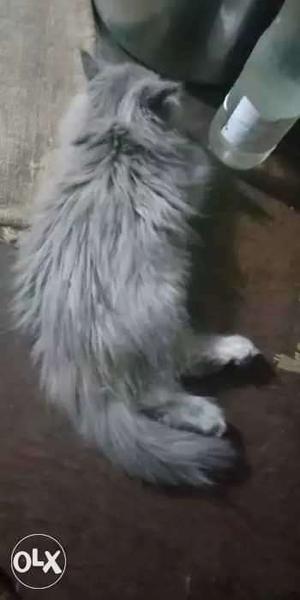 Pure Persian grey female kitten