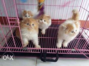 Pure Persian kitten for sale cash on delivery all
