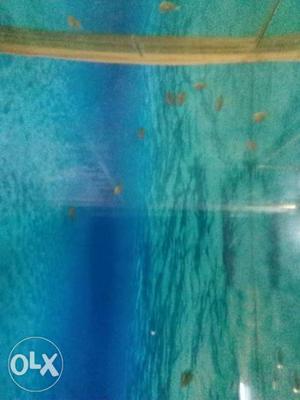 Pure Red Dragon And Albino Flowerhorn Babies 100 rs per