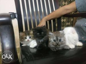 Pure persian kittens. Doll faced, very friendly