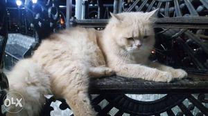 Pure persian male 12 months old heavy bone cat