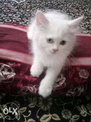 Pure white 2 month male kitten, in two different