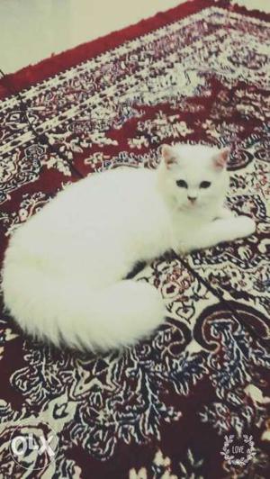 Pure white Persian kitten for sale