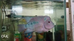 Purple And Green Fish Decor