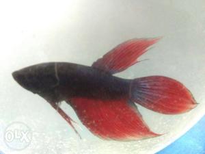 Red And Black Fish Decor