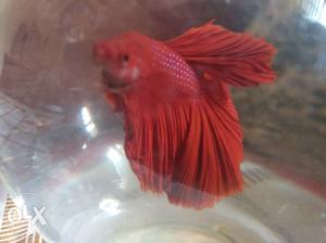 Red And Blue imported full moon beta fish for sale with
