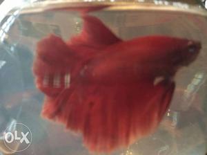 Red Betta fish