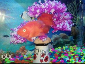 Red Parrrot Fish in wholesale rate 250/- Piece, Mobile -