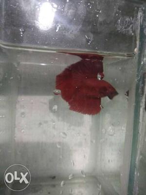 Red Rose Tail Beta Fish