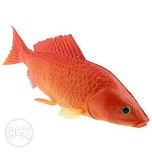 Red carp very cute