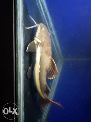 Red tail cat fish size 30 cm.length.
