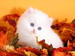 SO nice pure persian kitten CASH ON DELIVERY all