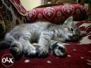 Semi Persian kitten 1 n half month old.