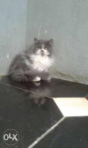 Show quality Persian kitten for sale all NCR cash