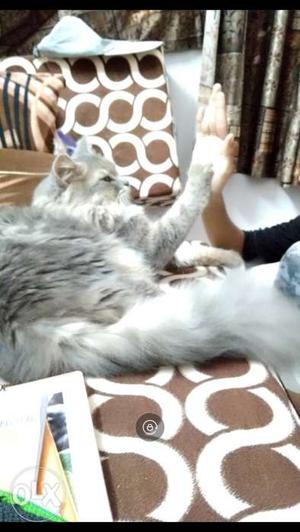 Siberian male cat 1 year old only for