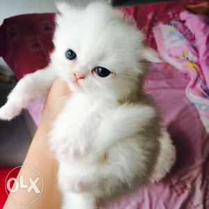 So cute persian kitten for sale in all ower india cod