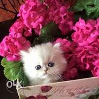 So cute pure persian kitten for sale in all CASH ON DELIVERY