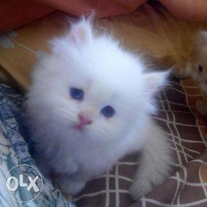 So cute pure persian kitten for sale in all cod avalible