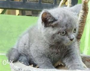 Sweet shorthair british kittens