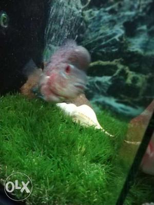 This is magma flowerhorn very agresive 4" size