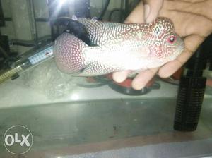 Triples A qualities flowerhorn pure imported