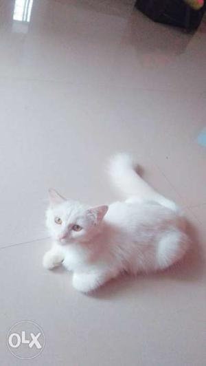 Urgent for sale white Persian cat doll face