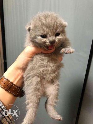 VERY cute pure persian kitten avalible CaSh On dElIvErY