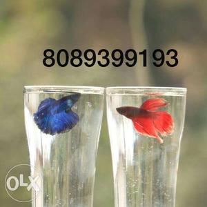 Varieties of high quality breed betta fishes at