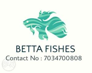 Varietis of high quality breed betta fishes