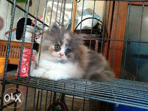 Very charming Persian kitten for sale cash on
