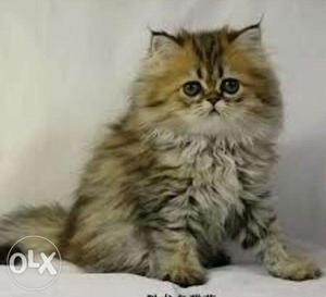 Very cute look impressive face kitten for sell