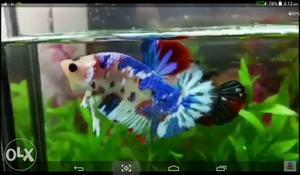 White And Blue Fish In Fish Tank