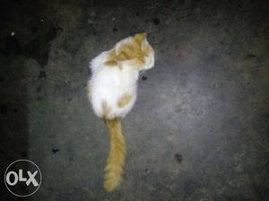 White And Yellow Short-coated Cat