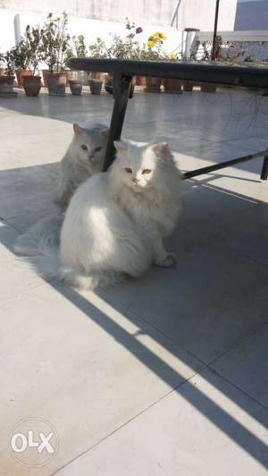 White Persian cats male for sale - age 2 yrs.