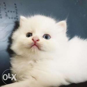 White color pure persian kitten for sale in all