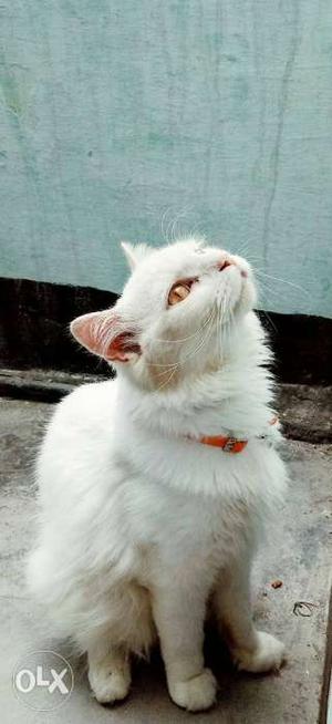 White male Persian cat