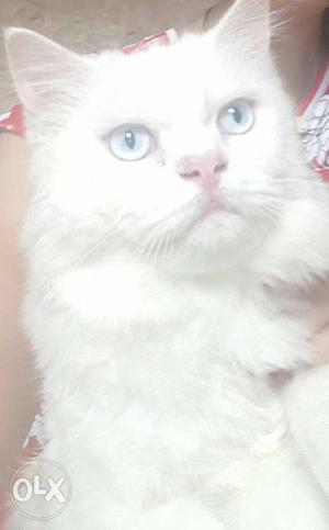 White male persian cat 10 month old with full
