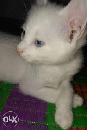White mixed persian Cat,, female