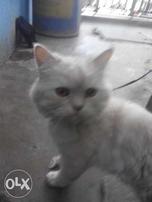 White(parsian) cat big eyes call..,69