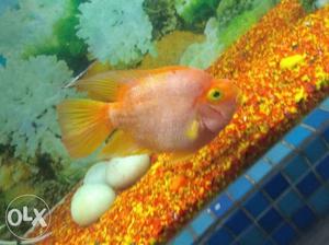 Yellow And White Fish In Fish Tank