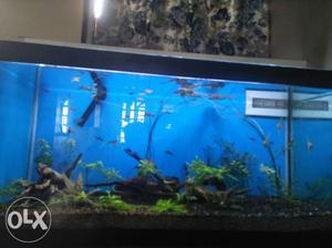 inch tenk + all fish + plant with