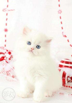  so CUTE pure PERSIAN kitten for SALE in ALL india