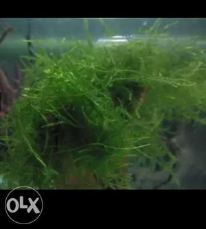 Different aquatic plant's