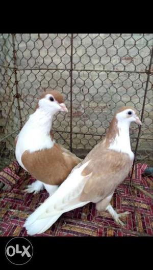 Two White-and-brown Pigeons