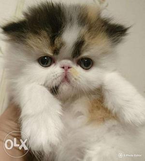 0 punch face end long tail,long fur cute kitten for sale cOd